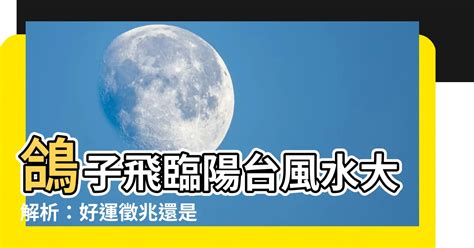 鴿子飛來風水|【鴿子飛到家裡代表什麼】快看！鴿子飛來築巢讓你好運連連！